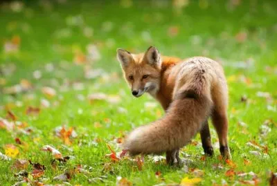 ANIMALES jigsaw puzzle