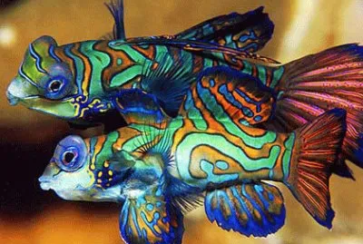 Imagem jigsaw puzzle