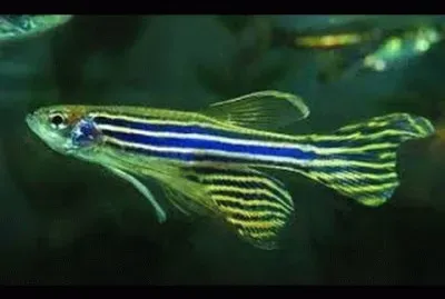 Imagem jigsaw puzzle