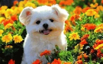 Imagem jigsaw puzzle