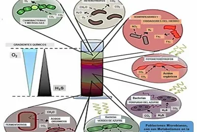 פאזל של Microorganismos ComÃºnes de la Columna Winogradsky
