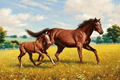 Imagem jigsaw puzzle