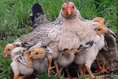 Culeca jigsaw puzzle