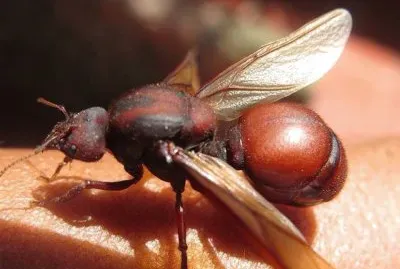 Culona jigsaw puzzle