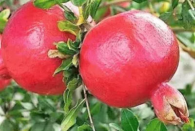 frutas
