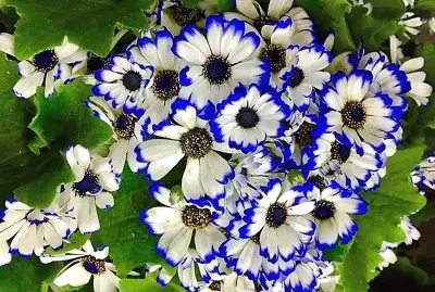 flores