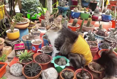 MIA  CUIDANDO LOS CACTUS