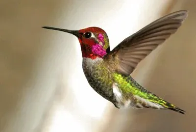 colibri jigsaw puzzle