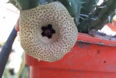HUERNIA YEMENEQUENSIS