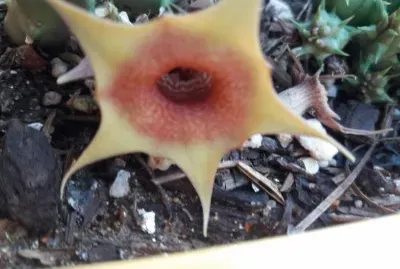 HUERNIA FREAK