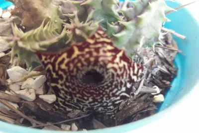 HUERNIA TIGRINA