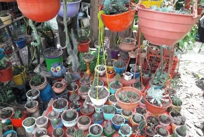 MI CACTUSARIO