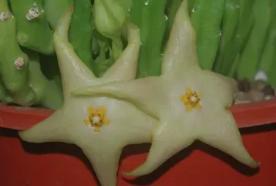 STAPELIA DIVARICATA