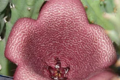 TAVAVORBEA