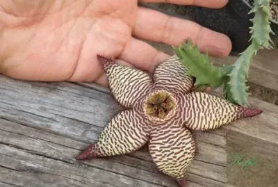 ORBEA HIBRIDA