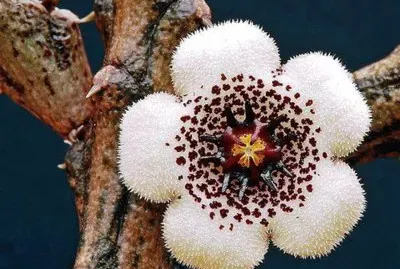 STAPELIA  ARENARIUS