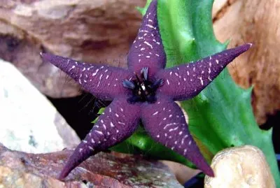 STAPELIA STARLIGTH