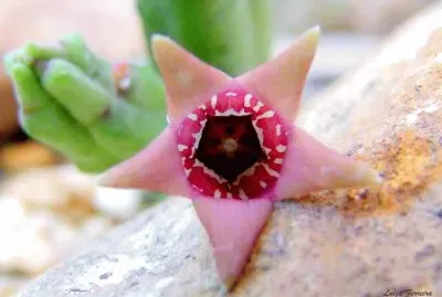 TROMOTRICHE UMDAUSENCIS