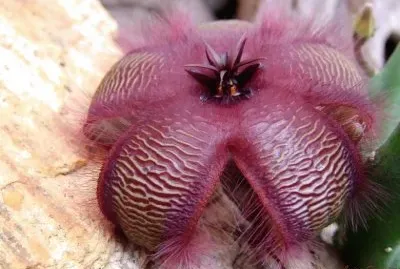 STAPELIA ASTERIAS