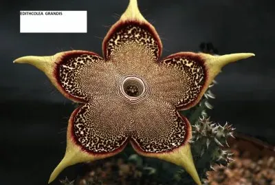 EDITHCOLEA GRANDIS