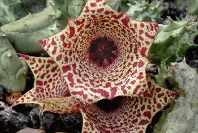 HUERNIA URCEALATA