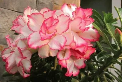 ROSA DEL DESIERTO DOBLE