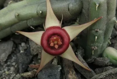 HUERNIA PROCUMBENS