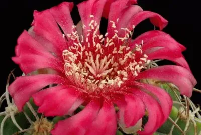 GYMNOCALYCIUM