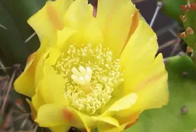 OPUNTIA
