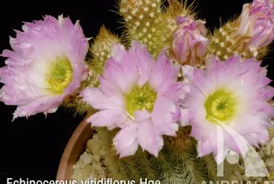 ECHINOCEREUS