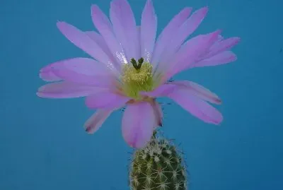 ECHINOCEREUS