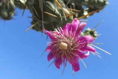 FLOR DE CHOLA