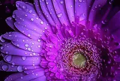 flores