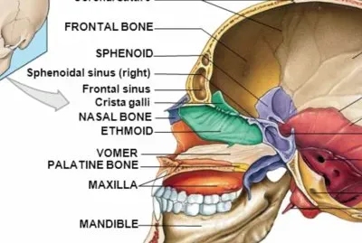 Skull - Midsagittal section
