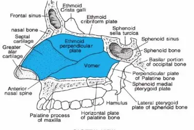 Skull - Midsagittal section 2