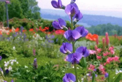 Imagem jigsaw puzzle