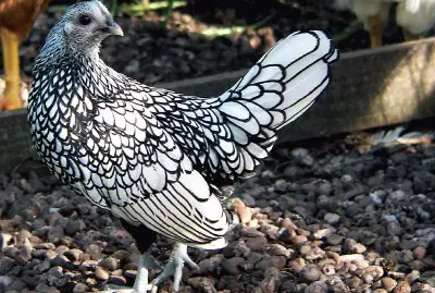 Gallina argento orlo nero