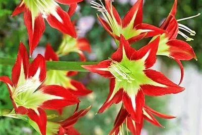 flores
