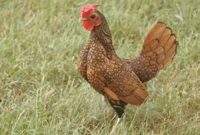 Gallina oro orlo nero