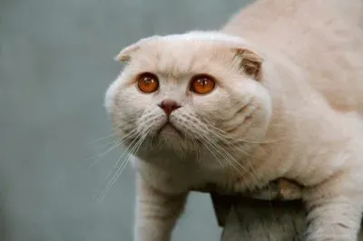 פאזל של Scottish fold cream