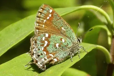 Callophrys hesseli