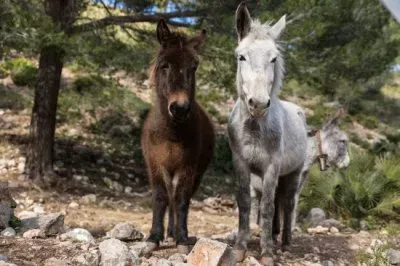 פאזל של Di maiorca