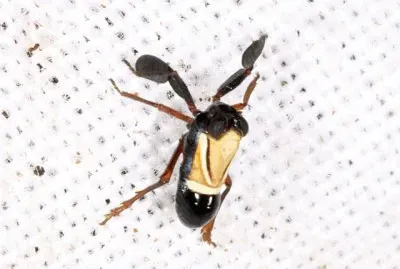 Caliscelis bonelli