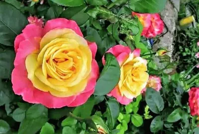 פאזל של flores