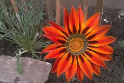 פאזל של Imagem