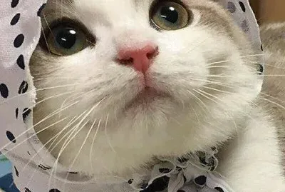 פאזל של top