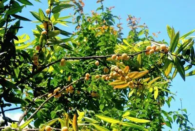 frutas