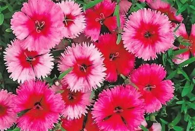 flores
