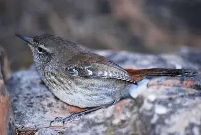 Scricciolo di brugheria schivo