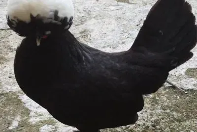 Gallina olandese con ciuffo bianco